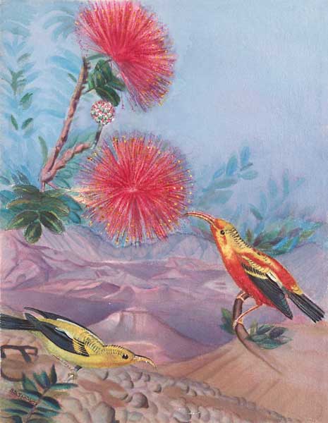 O'hia-Lehua Blossom and Iiwi Bird giclee fine art reproduction