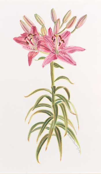 Star Gazer Lily-II giclee fine art reproduction