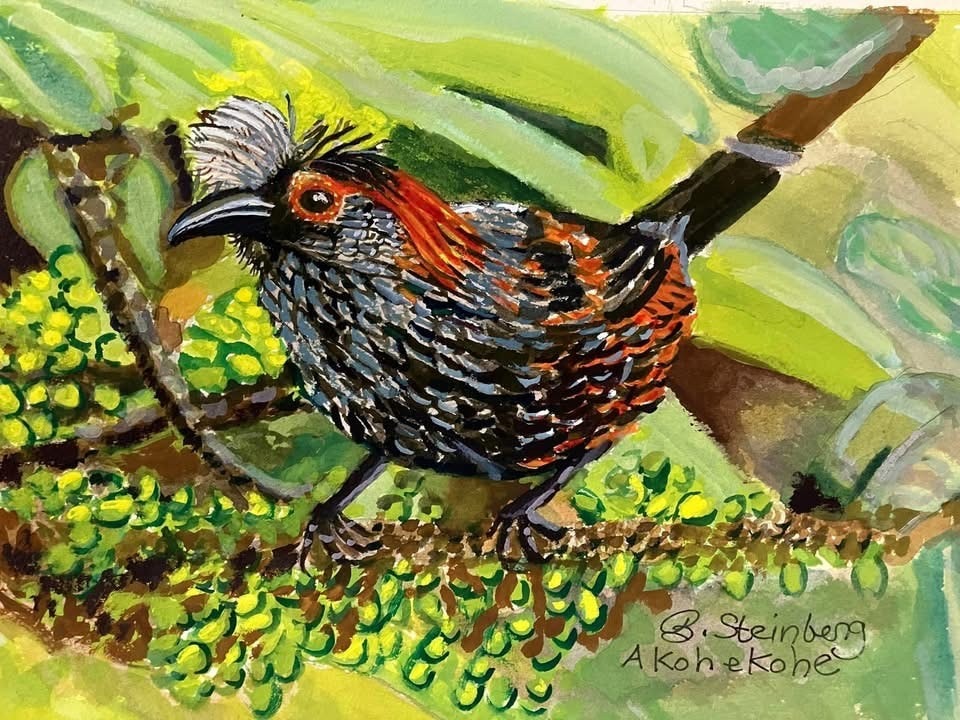 Watercolor of an Akohekohe crested honeycreeper perched on a mossy branch among green foliage, signed B. Steinberg