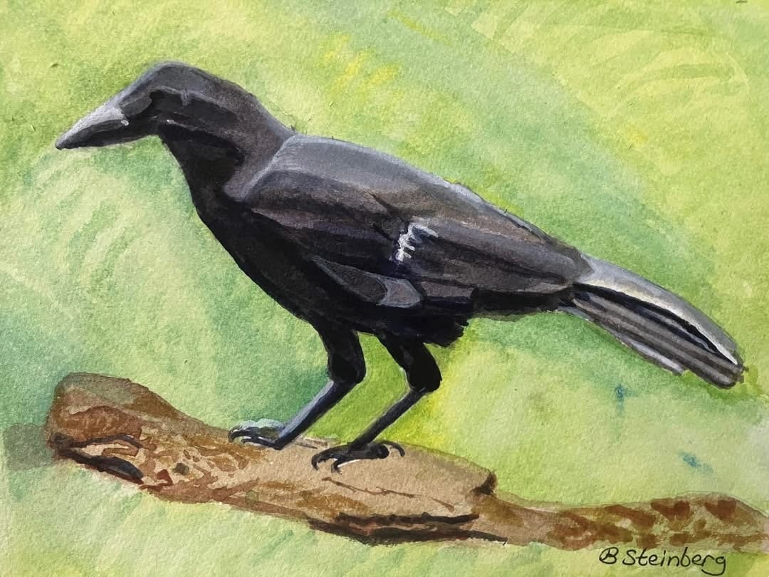 Watercolor of a Hawaiian crow standing alert on a branch against a soft green background, signed B. Steinberg
