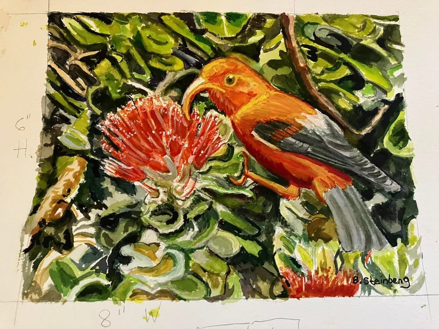 Watercolor of a vivid orange I'iwi bird feeding on a red ohia lehua blossom amid lush green leaves, signed B. Steinberg