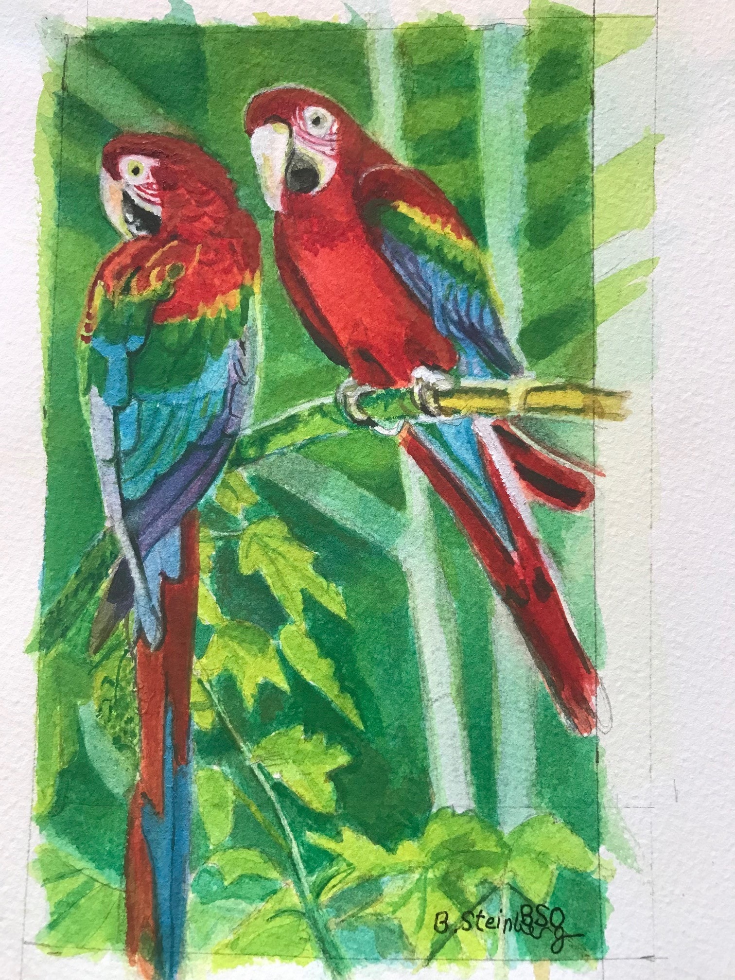 Watercolor of two scarlet macaws perched on a branch in a tropical jungle, signed B. Steinberg
