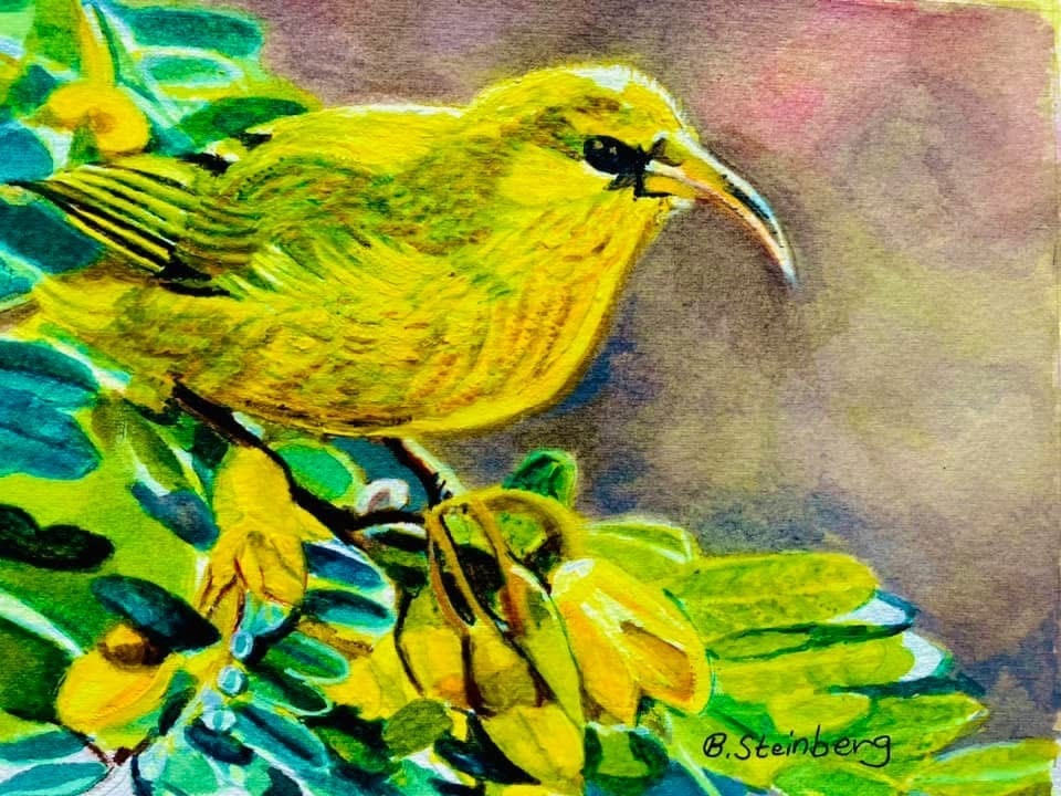 Watercolor of a bright yellow Hawaiian honeycreeper perched on flowering branches, signed B. Steinberg