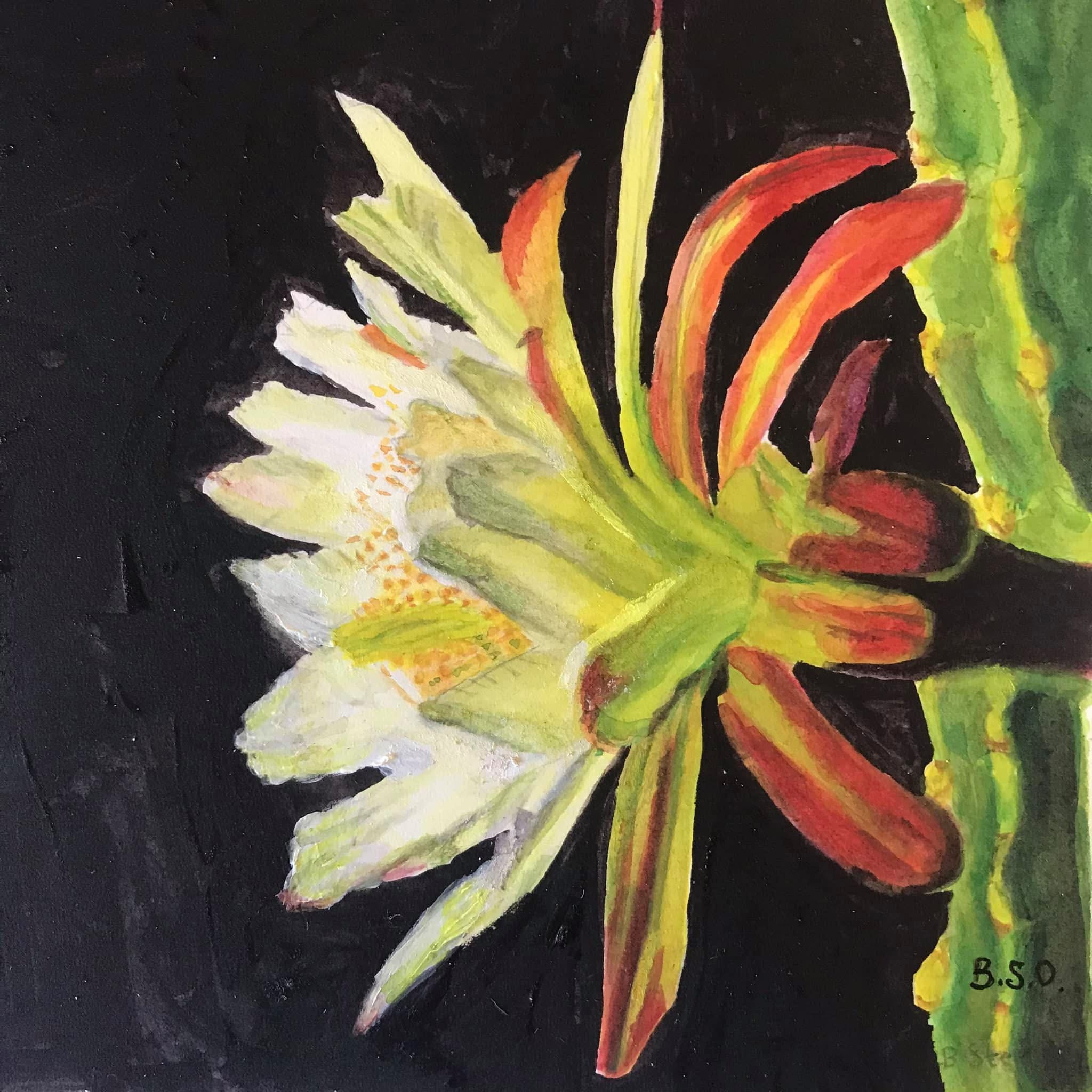 Watercolor of a white and yellow night-blooming cactus flower with red-striped petals against a black background, signed B.S.O.