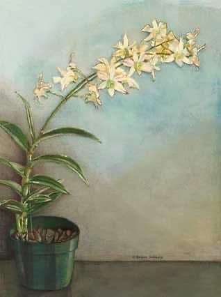 Elegant watercolor of a white dendrobium orchid arching gracefully from a green pot against a soft teal background, signed Barbara Steinberg