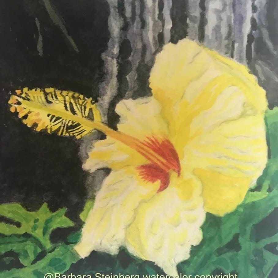Watercolor of a luminous yellow hibiscus flower with a red center against a dark background, signed Barbara Steinberg