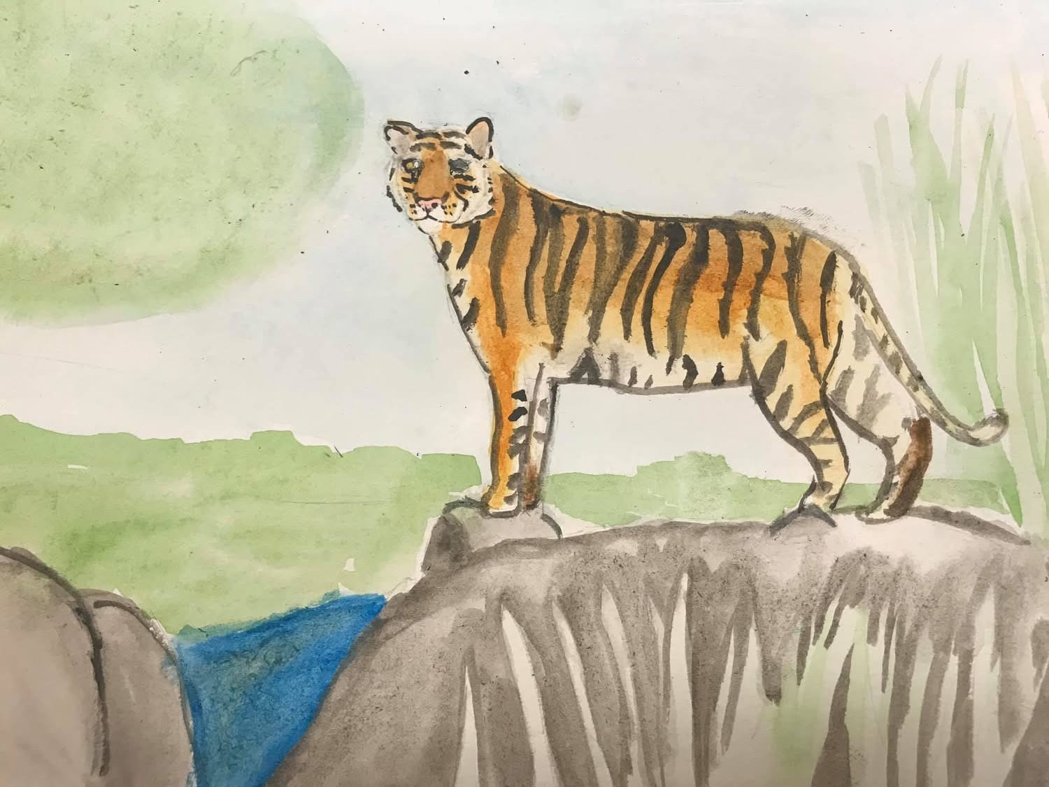 Tiger standing on rocky outcrop — student watercolor painting from Barbara Steinberg's children's art class