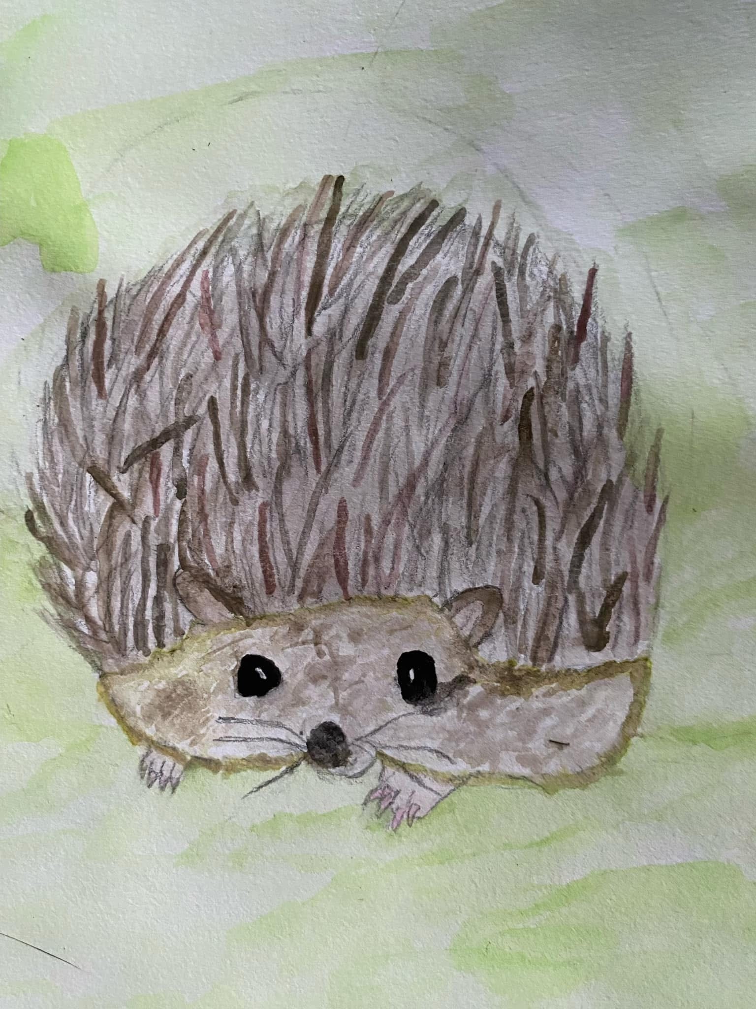 Close-up portrait of a hedgehog on a soft green background — watercolor by student Bryce